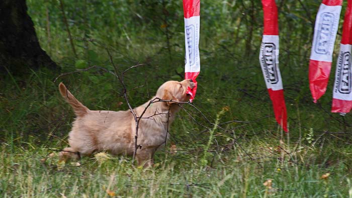 Flatterbänder Flatterbänder