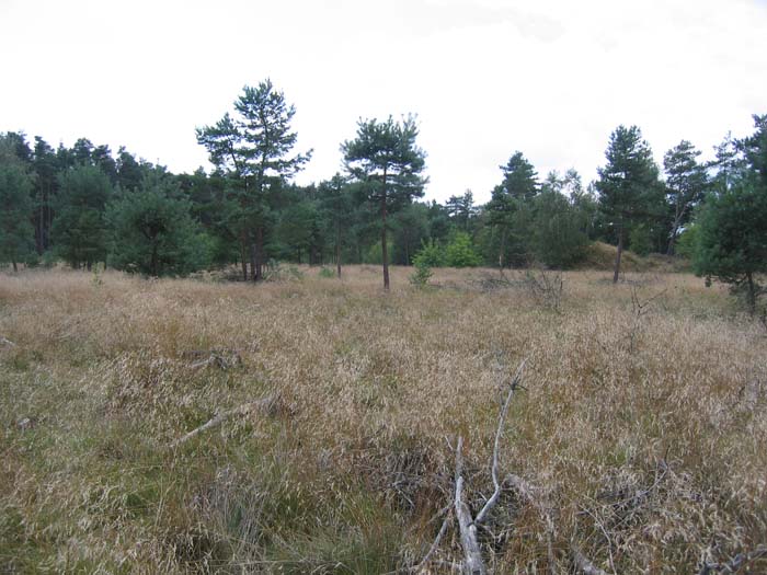 Gelände Forst Rundshorn Gelände Forst Rundshorn