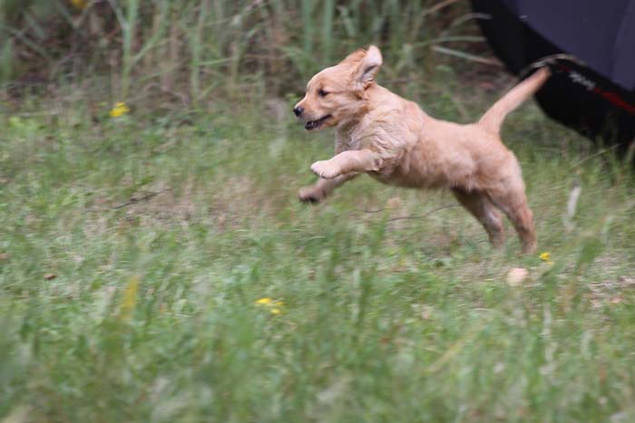 Speedy Speedy