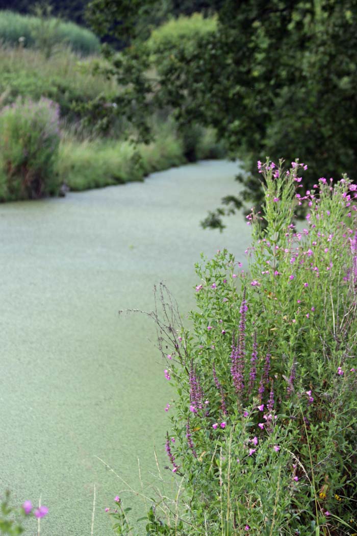 Wasserlinsenteppich