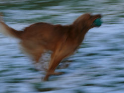 Winteranfang  verwischt skaliert 250x180