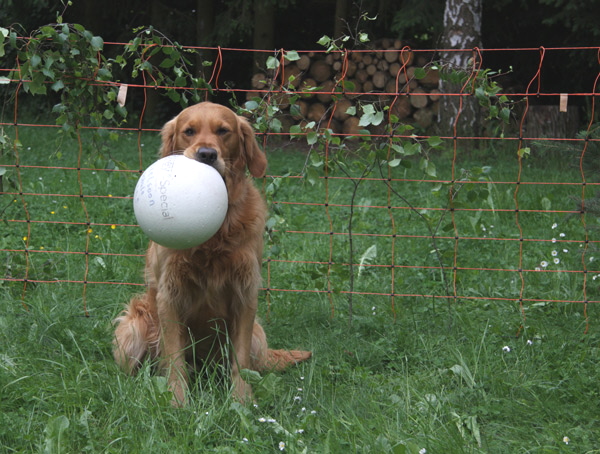 Athos-mit-weiem-Ball-Kopie