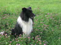 Border Collie